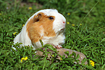 Crested Meerschwein / crested guninea pig