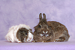 Meerschwein und Zwergkaninchen / guninea pig and dwarf rabbit