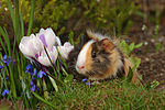 Sheltiemeerschwein / guninea pig