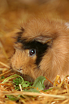 Rosettenmeerschwein / guninea pig