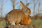 Meerschwein und Kaninchen / guninea pig and rabbit