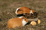 2 Meerschweine / 2 guninea pigs