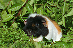 US-Teddy / guninea pig