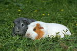 Glatthaarmeerschwein und Schopfmeerschwein / 2 guninea pigs