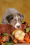 Miniature Australian Shepherd Welpe / miniature australian shepherd puppy