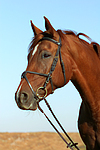 Sachsen Anhaltiner Warmblut / horse