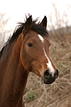 Deutsches Reitpony / pony