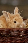 junges Zwergkaninchen / young dwarf rabbit