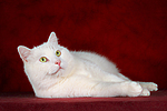 liegender weißer BKH-Mix / lying white domestic cat