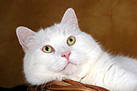 weißer BKH-Mix / white domestic cat