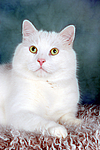 liegender weißer BKH-Mix / lying white domestic cat