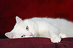 liegender weißer BKH-Mix / lying white domestic cat