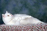 liegender weißer BKH-Mix / lying white domestic cat