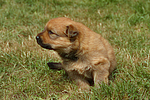 Harzer Fuchs Welpe / Harzer Fuchs puppy