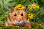 Goldhamster / golden hamster