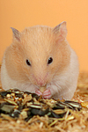 Goldhamster / golden hamster