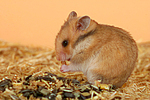 Goldhamster / golden hamster