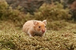 Goldhamster / golden hamster