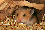 Goldhamster / golden hamster