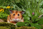 Goldhamster / golden hamster