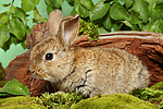 junges Zwergkaninchen / young dwarf rabbit