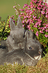 junge Zwergkaninchen / young dwarf rabbits