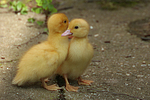 junge Warzenenten / young muscovy ducks