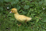 junge Warzenente / young muscovy duck