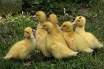 junge Warzenenten / young muscovy ducks