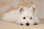 liegender West Highland White Terrier Welpe / lying West Highland White Terrier Puppy