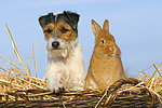 Parson Russell Terrier und Zwergkaninchen / prt and dwarf rabbit