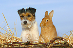 Parson Russell Terrier und Zwergkaninchen / prt and dwarf rabbit