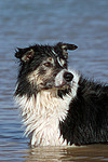 Border Collie Portrait