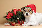 Parson Russell Terrier zu Weihnachten / PRT at christmas