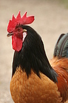 Vorwerkhuhn Hahn Portrait / cock portrait