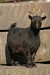 Zwergziege / pygmy goat