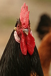 Vorwerkhuhn Hahn Portrait / cock portrait