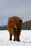 Schottisches Hochlandrind im Winter / highland cattle in winter