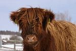 Schottisches Hochlandrind im Winter / highland cattle in winter