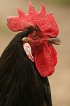 Vorwerkhuhn Hahn Portrait / cock portrait