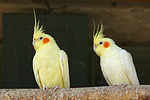 Nymphensittiche / cockatiels