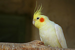 Nymphensittiche / cockatiels