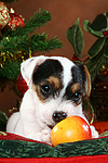 Parson Russell Terrier Welpe zu Weihnachten / PRT puppy at christmas