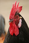 Vorwerkhuhn Hahn Portrait / cock portrait