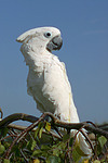 Kakadu / cockatoo