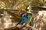 Gelbbrustara / blue and gold macaw