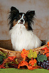 Papillon im Körbchen / papillon in basket