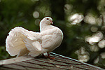 Pfautaube auf dem Dach / fantail pigeon on the roof