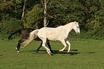 Sachsen Anhaltiner Warmblut / horses