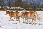 Haflinger / haflinger horses